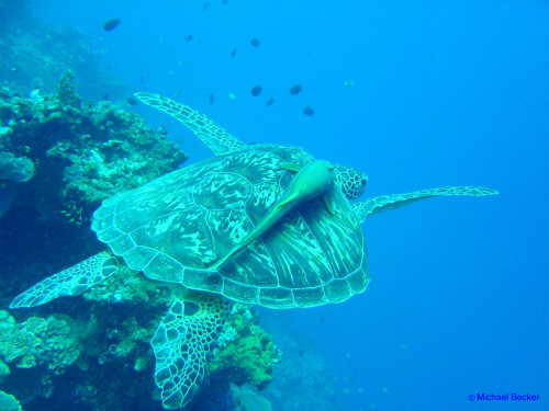 Schildkrte mit Schiffshalter