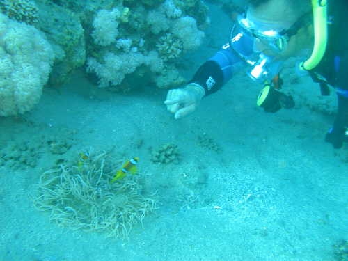 Torsten spielt mit dem Anemonenfisch ...