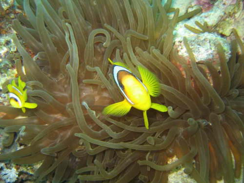 Anemonenfisch