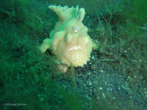 Krtenfisch in der Laimbeh-Strait